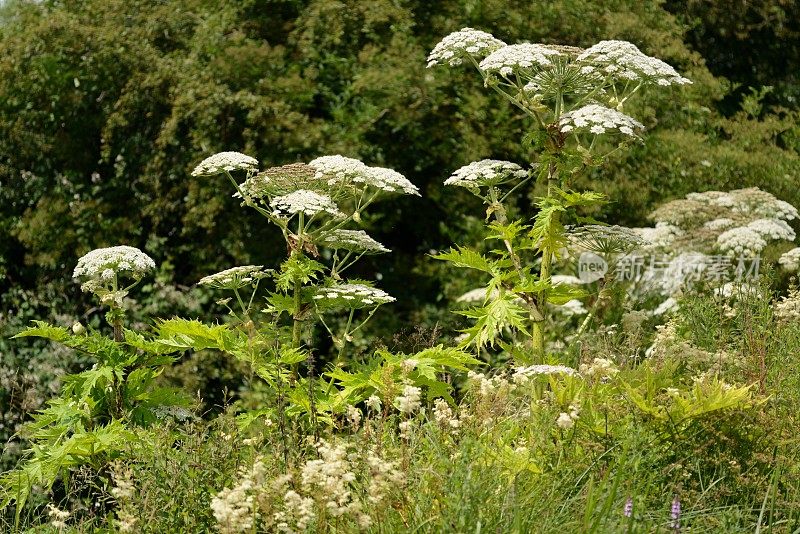 大猪草(Heracleum mantegazzianum)